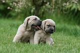 CANE CORSO 1074